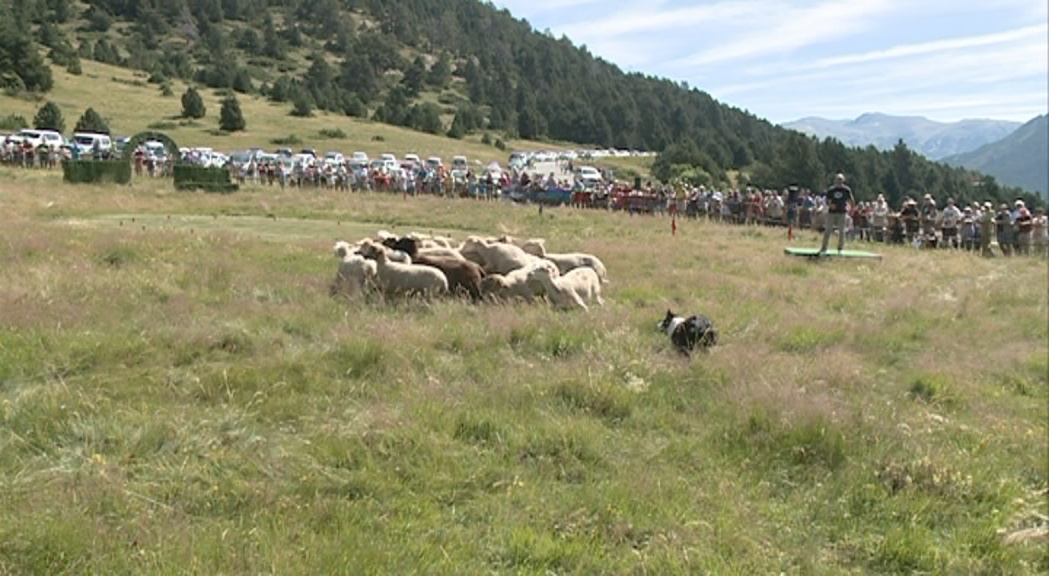 El concurs de gossos d'atura de Canillo es consolida com un referent